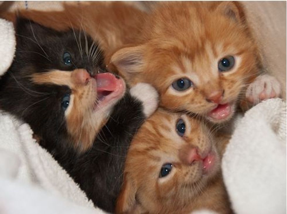3 Little Rescued Kittens