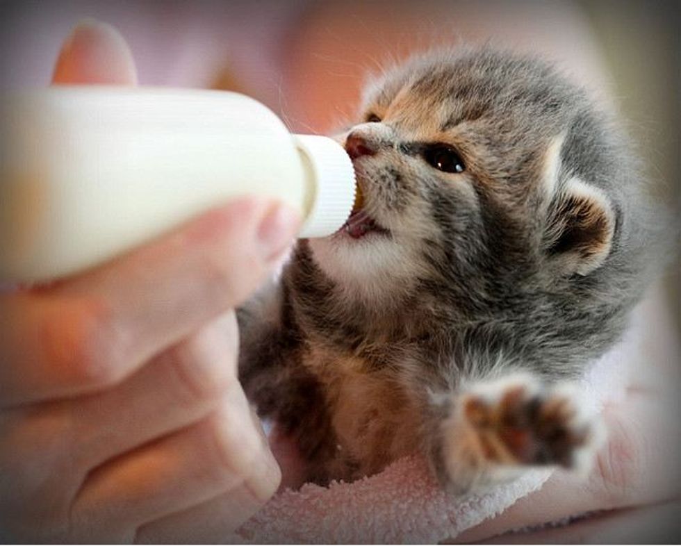 Rescued Kitten Getting Noms