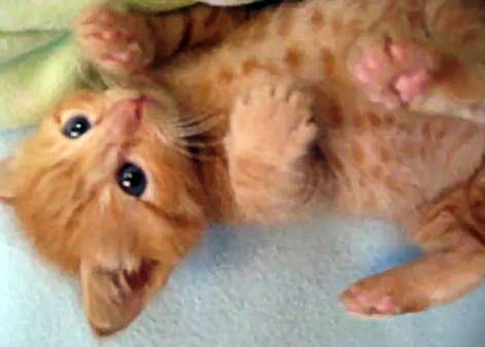 Cute Squirmy Ginger Foster Kitten