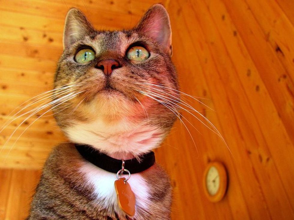 Cumin, a Therapy Cat
