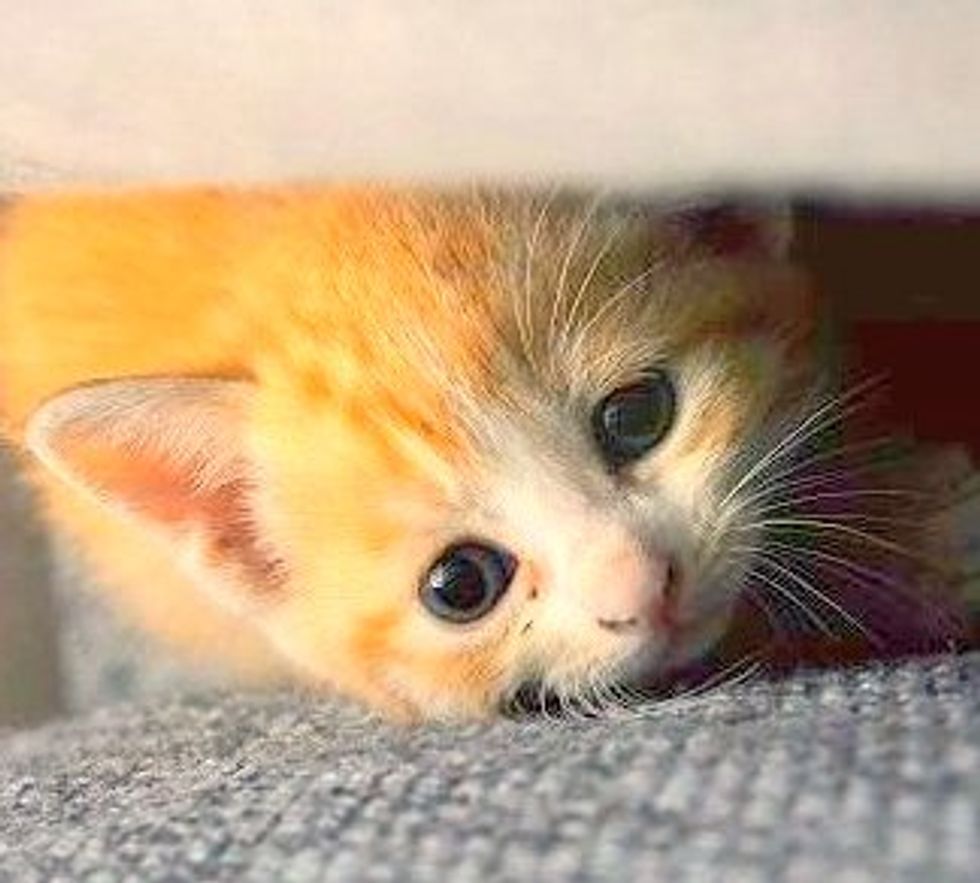 Little Itty Bitty Rescued Kitty