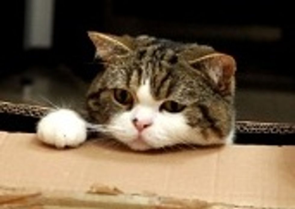 Maru's Obsession with Boxes Continues