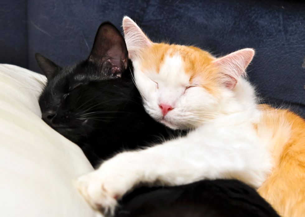 Big Cuddle