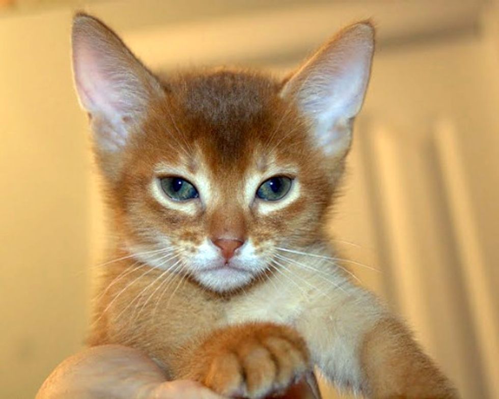 August Cat/Kitten of the Month Results