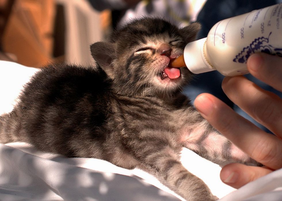 Treize, 3 Week Old Rescue