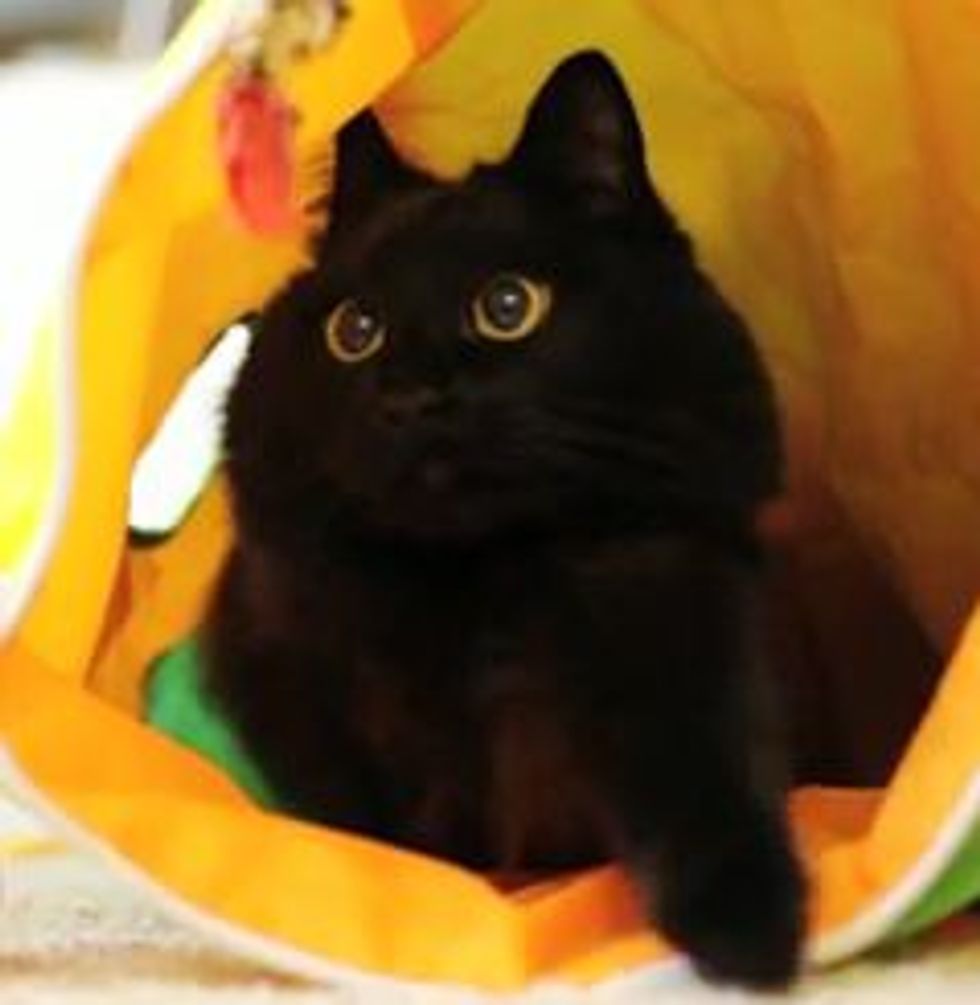 The Joy of An Adoption