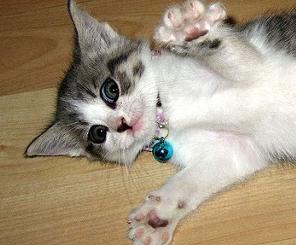Story of Zumi the Little Rescue