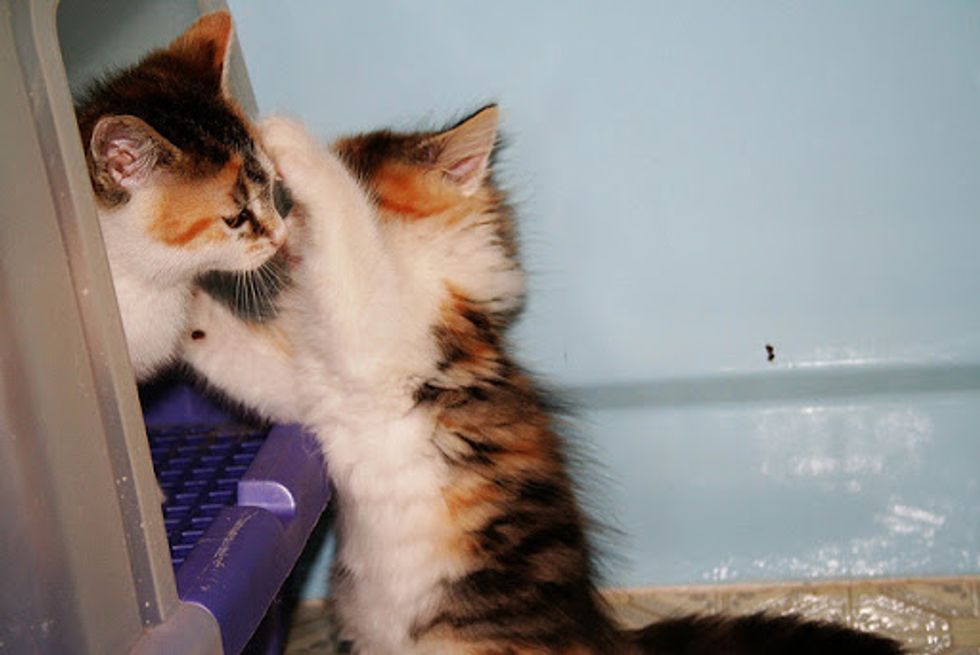 2 Feisty Calico Foster Sisters Love Meow