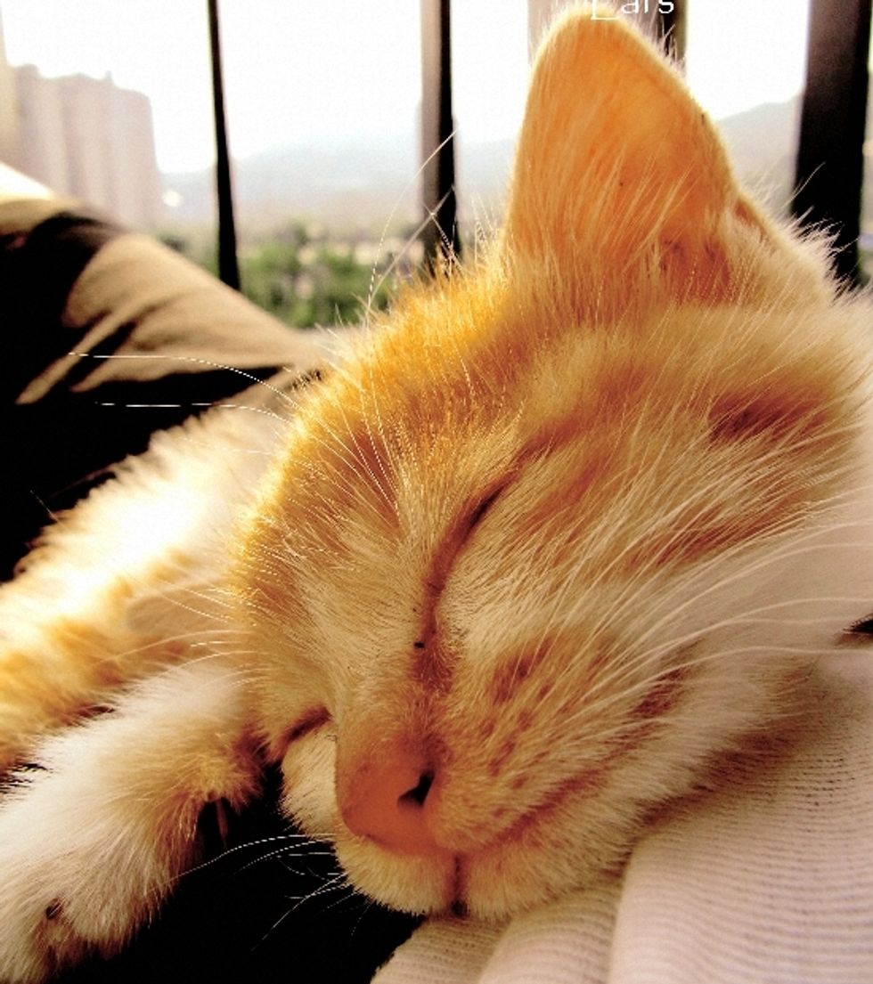 Little Cat's Rescue Story