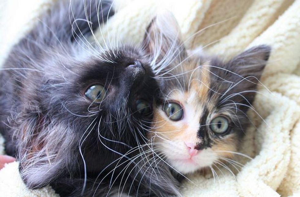 Peabody Kittens