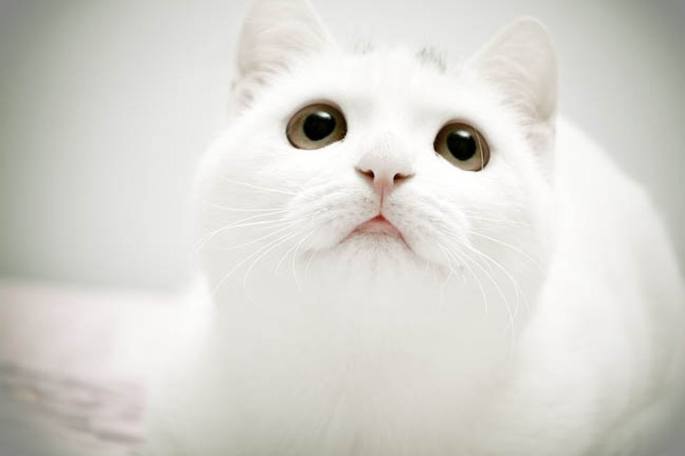 White Fur Baby