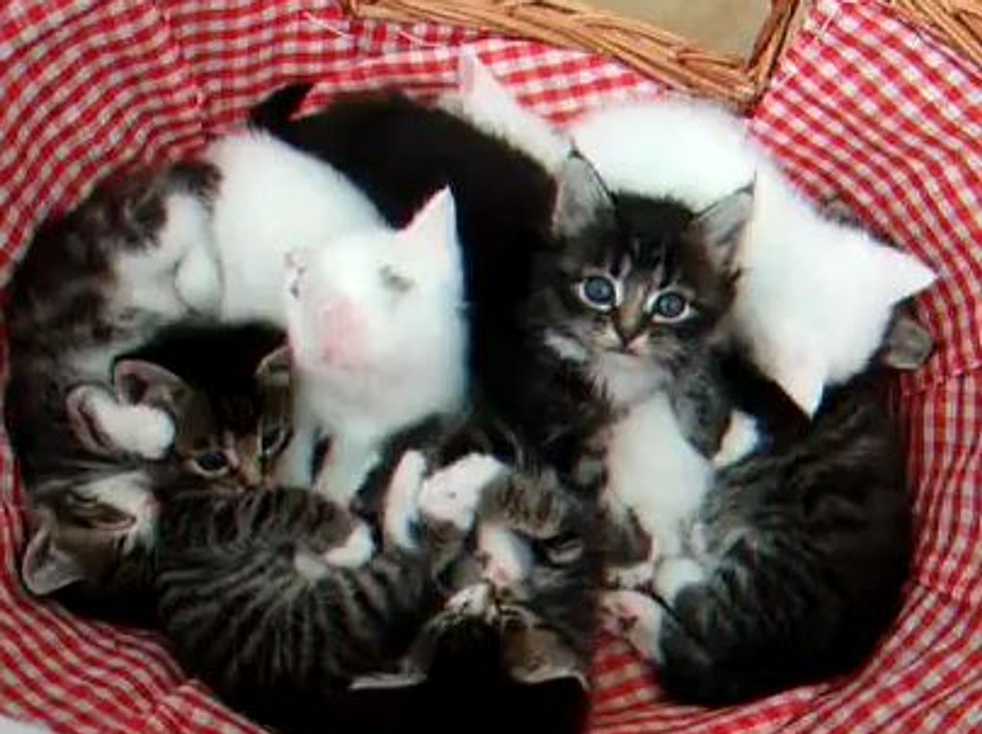 Many Many Fuzz Balls - Love Meow Many Many Fuzz Balls - Love Meow