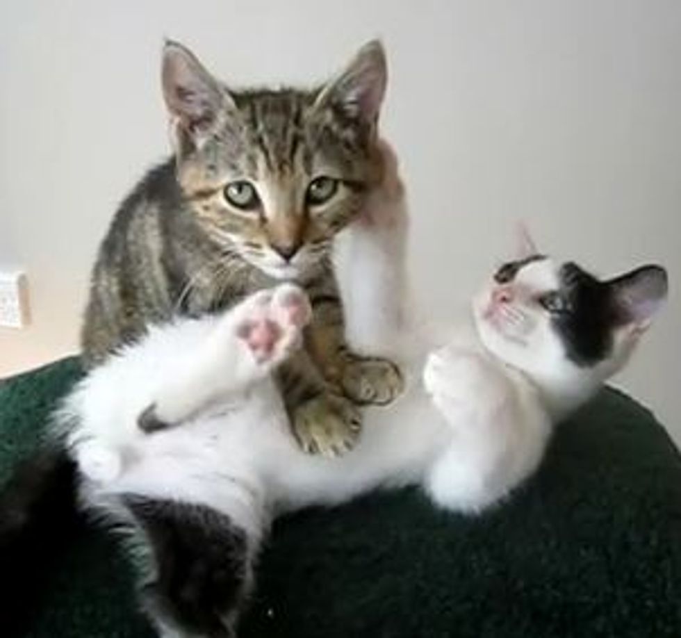 Kitten Massage Therapy