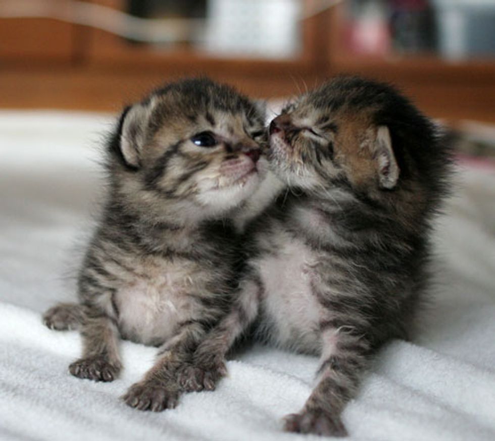 Two Rescued Tabby Kittens