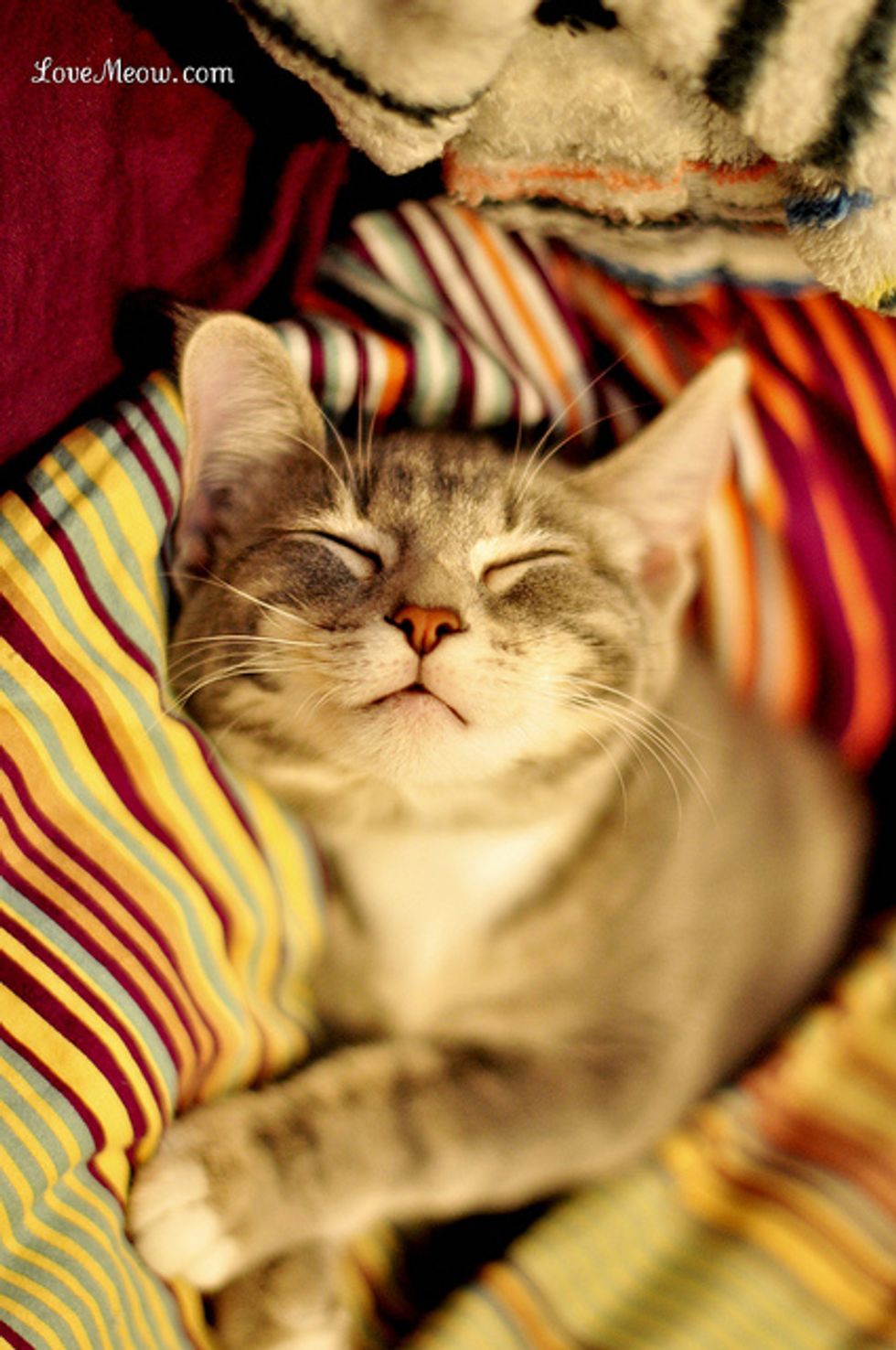 Peaceful Sleeper