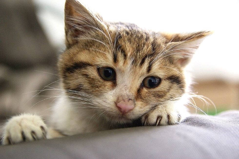 Homeless Kitten Found Saving Grace