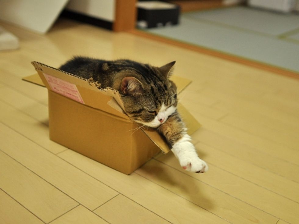No Box is Too Small for Maru