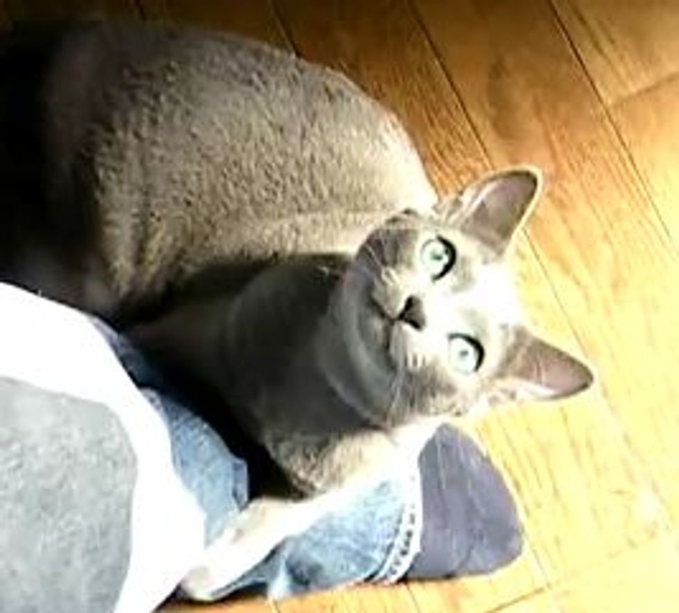 Cat Wrestles with Dad's Foot