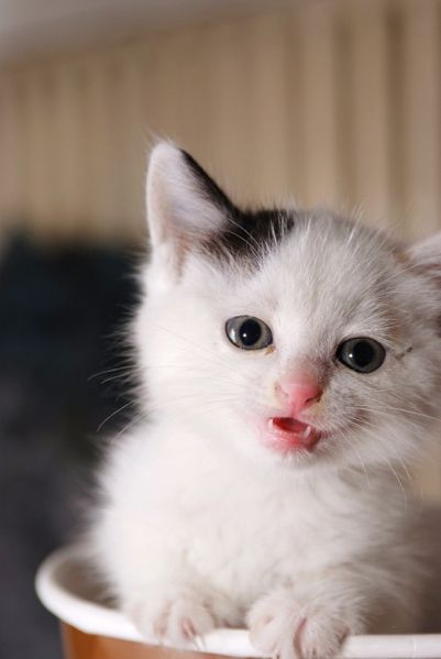 meow match freezes