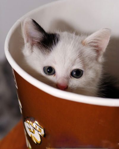 meow match freezes