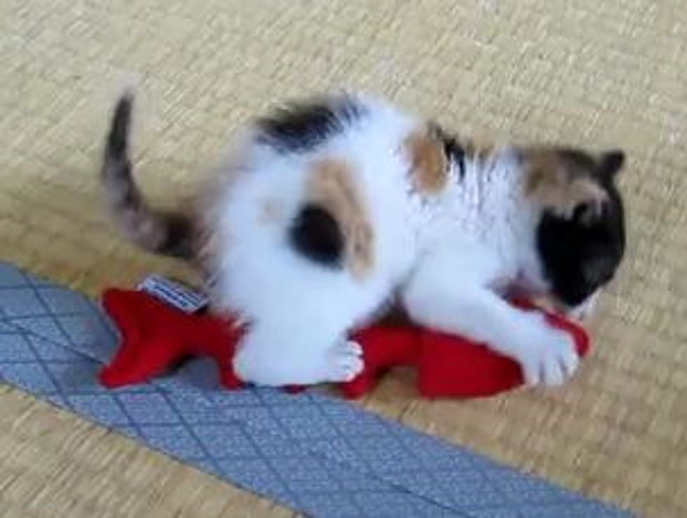 Kitten Hunts Her Fishy