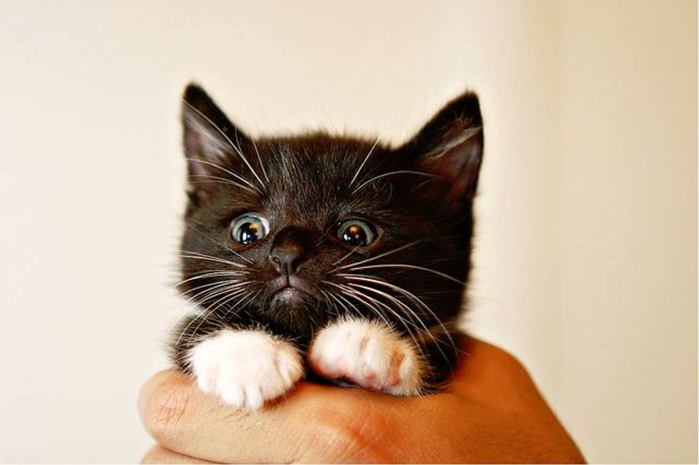 Oreo, the Kitten with Little Mittens