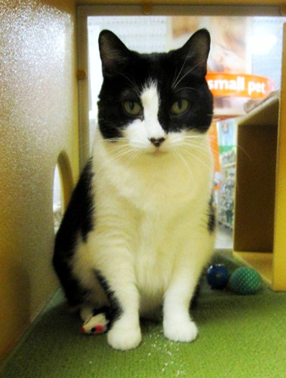 Pebbles and Mommy Need a Forever Home