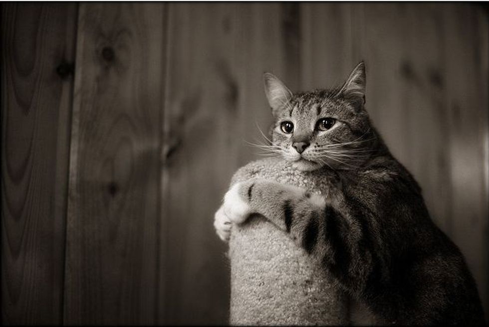 Cat Loves Scratching Post