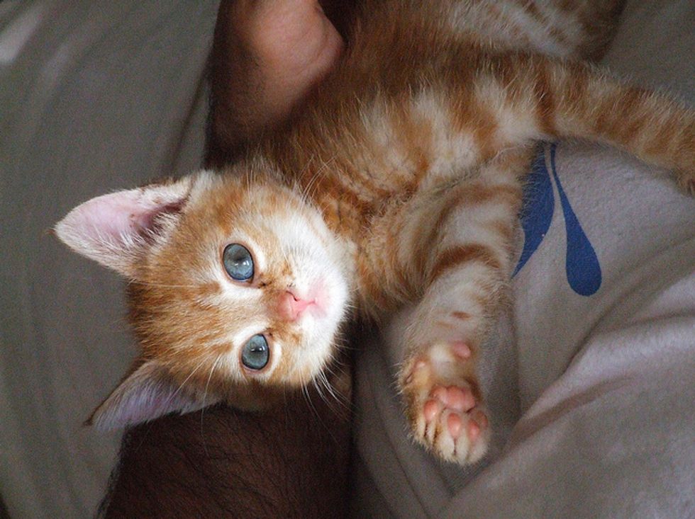 Ginger Kitten vs Potato