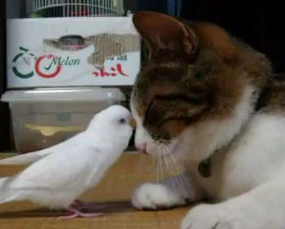 Cat and Bird Best Buddies