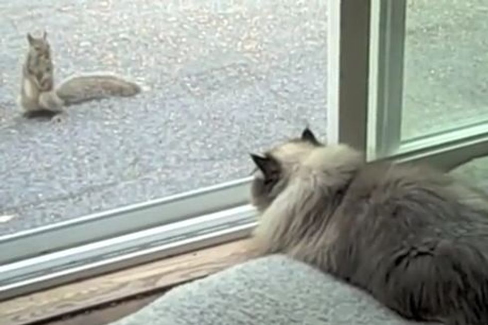 Cat vs Squirrel in a Staring Contest