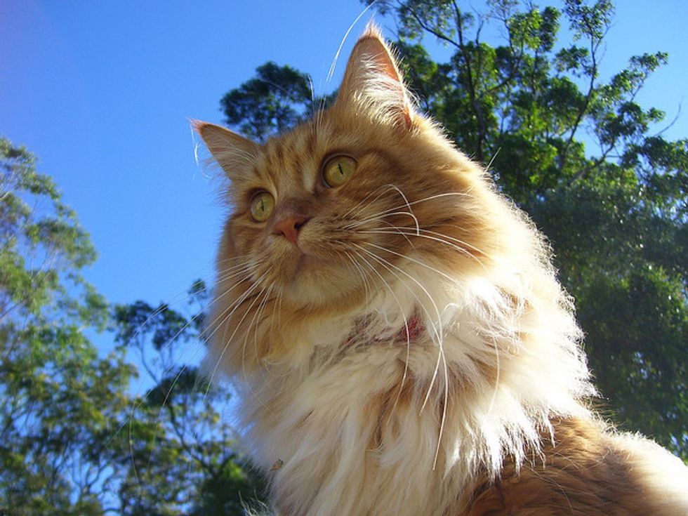 Garfield the Fluffy Ginger Furball