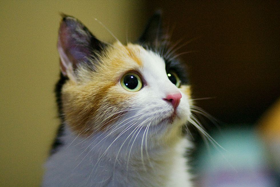 Baby the Lovely Calico Kitty - Love Meow