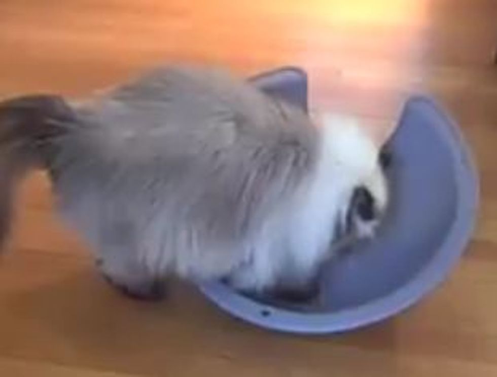 Kitty Plays With a Dome