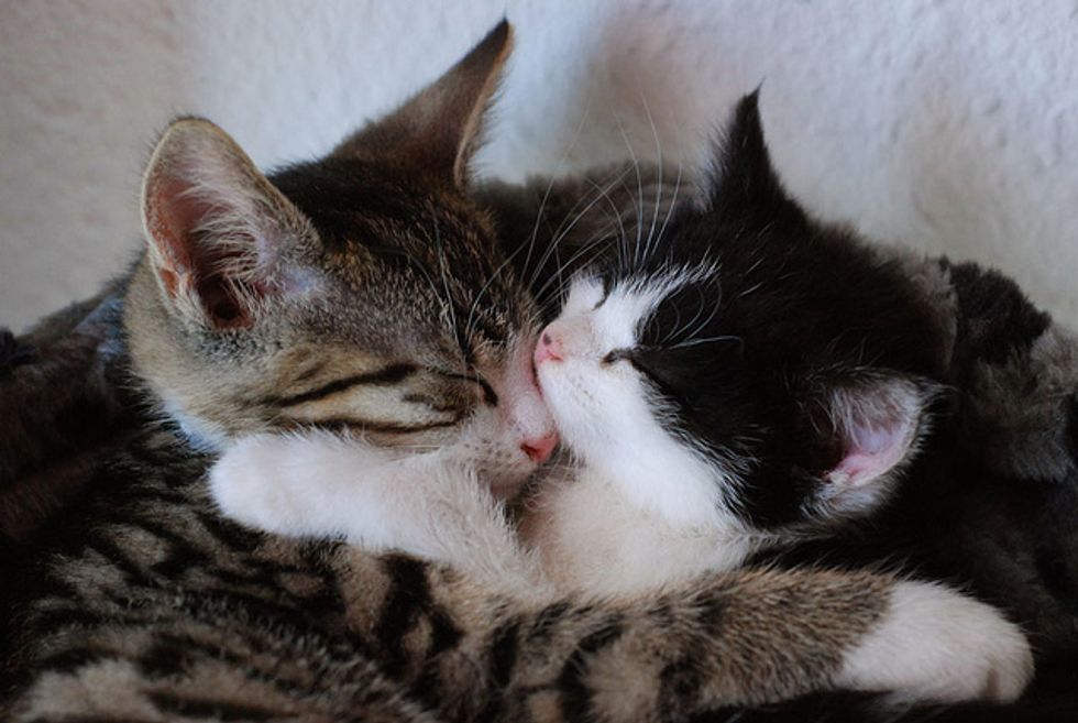 Two Kittens and Their Loving Home