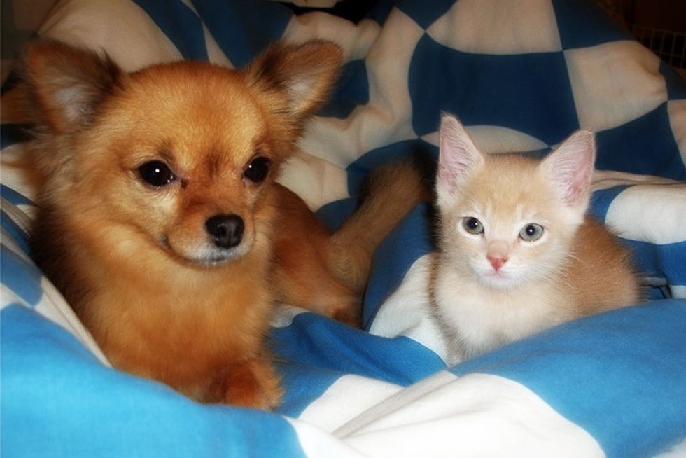 Friendship Between Tofu the Cat and Jemma the Pup