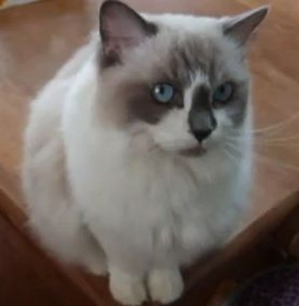 The Love Bug Kitty