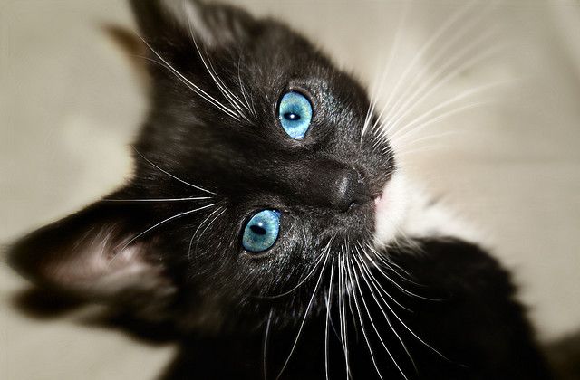 Blue tuxedo fashion cat