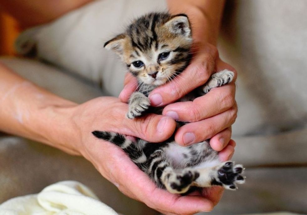 Little Rescued Baby Pumpkin