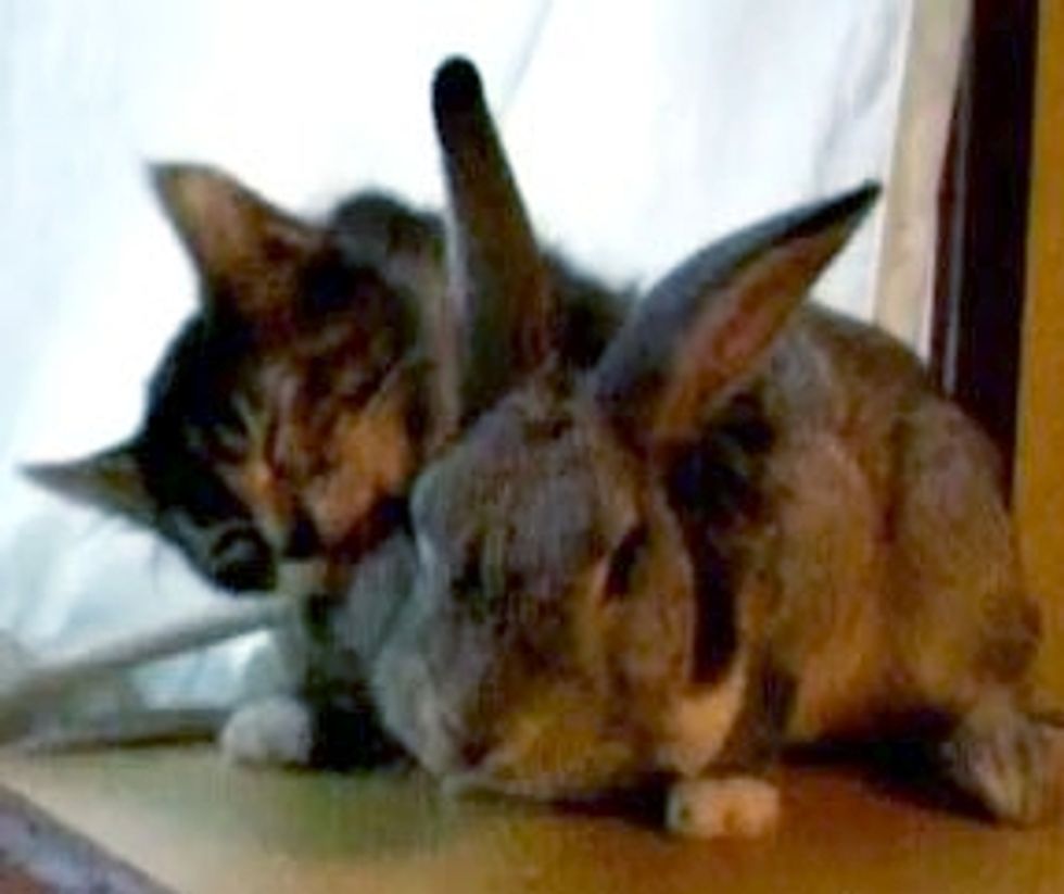 Cute Kitten Loves Her Bunny