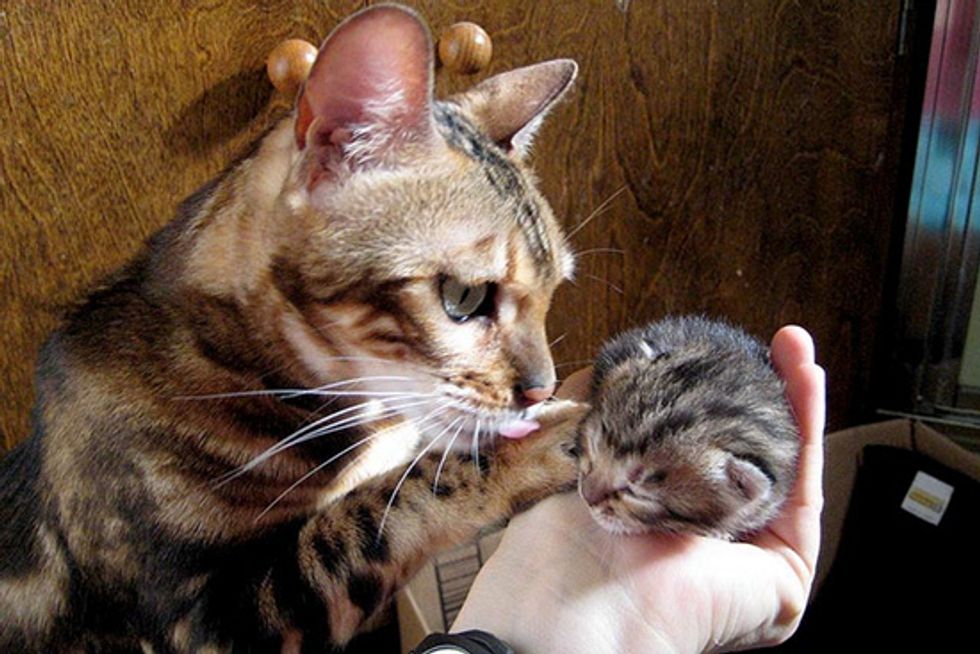 Rescued Bengal Mama and Son