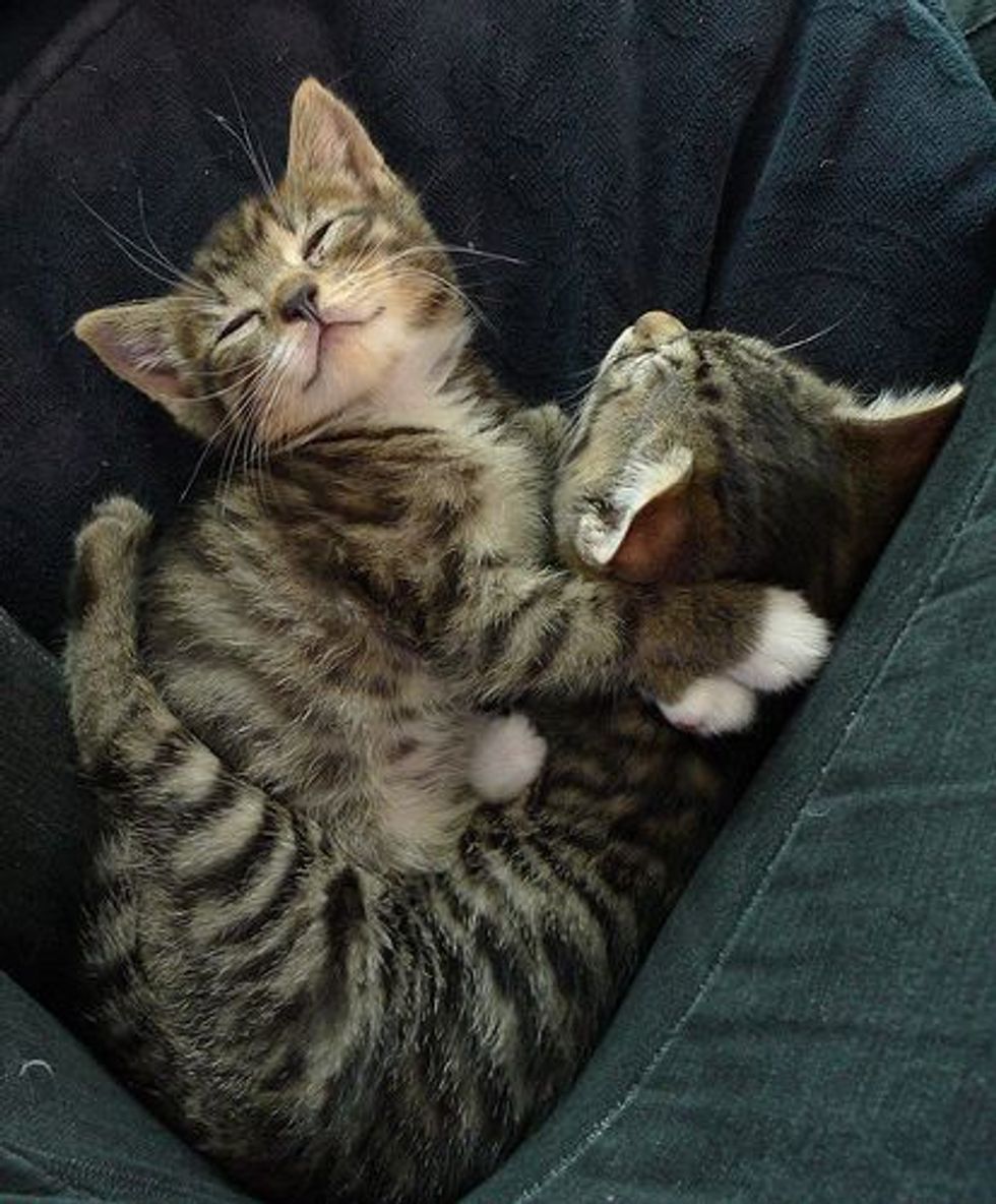 Story of Arthur and Edie the Tabby Rescues