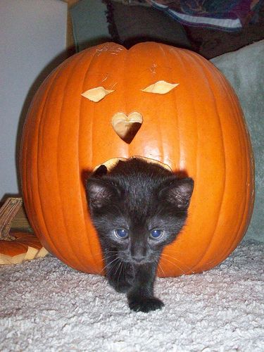 Kittens in outlet pumpkins