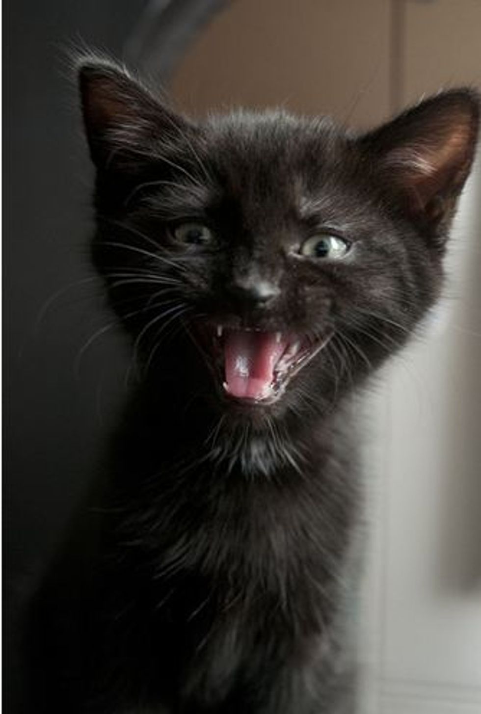 story-of-neko-the-adorable-black-kitty-love-meow