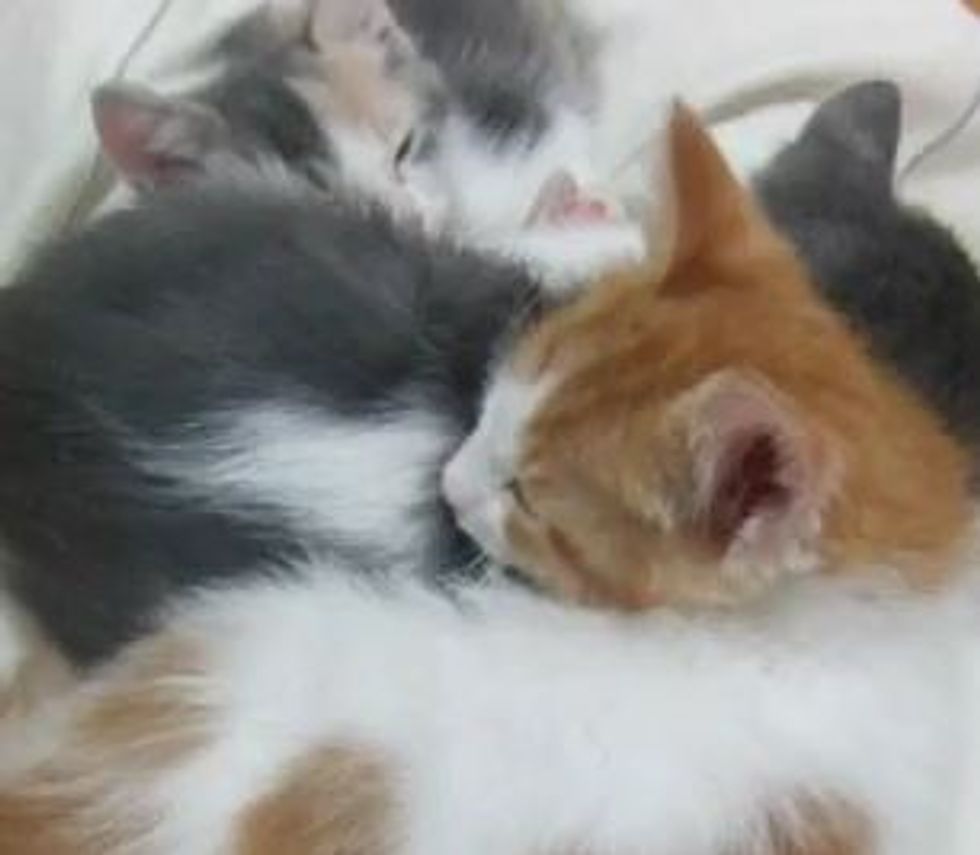 How Many Foster Kittens Are Sleeping?