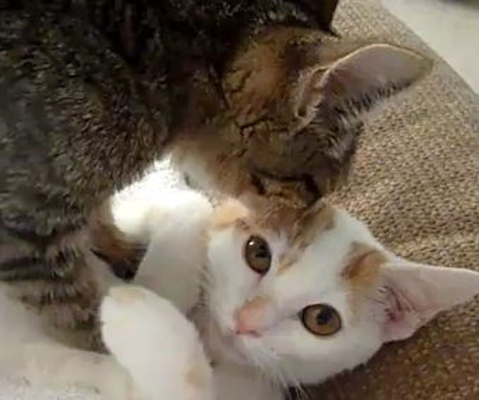 Kitten Massage
