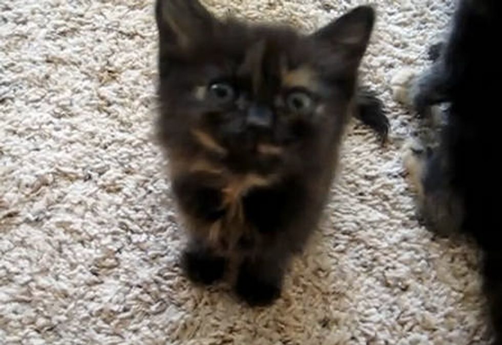 Foster Kittens Demand Food!