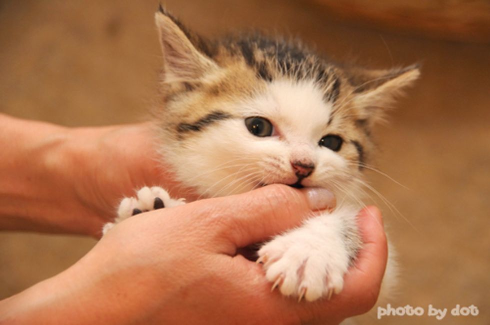 Little Playful Rescued Baby