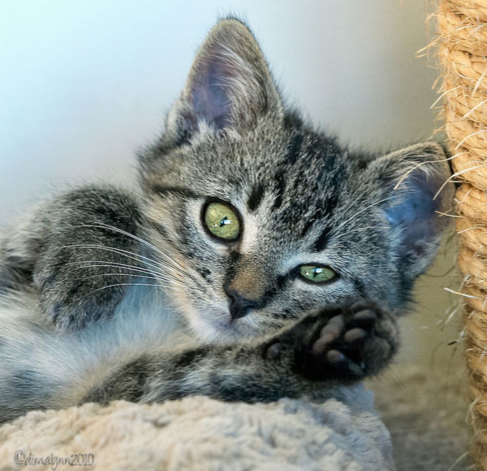 Nicolai the Dangerously Cute Rescued Kitten