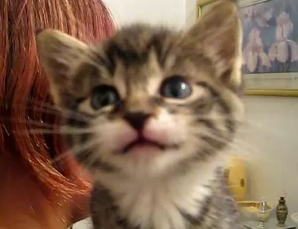 Hermione, Adorable Little Talking Kitten